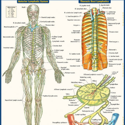 Lymphatic System