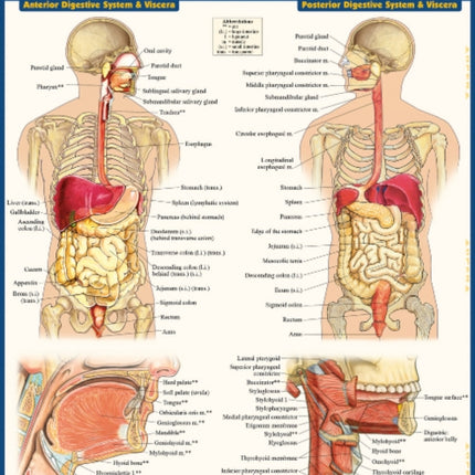 Anatomy of the Digestive System: QuickStudy Laminated Reference Guide