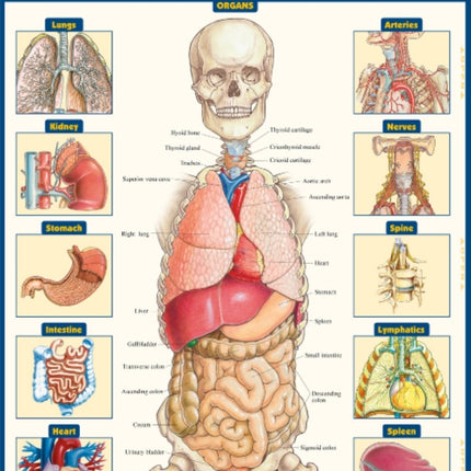 Anatomy of the Organs: QuickStudy Laminated Reference Guide