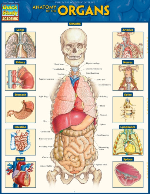 Anatomy of the Organs: QuickStudy Laminated Reference Guide