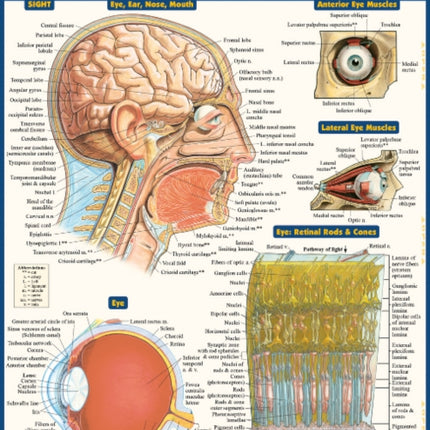 Anatomy of the Senses: QuickStudy Laminated Reference Guide