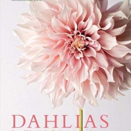 Dahlias