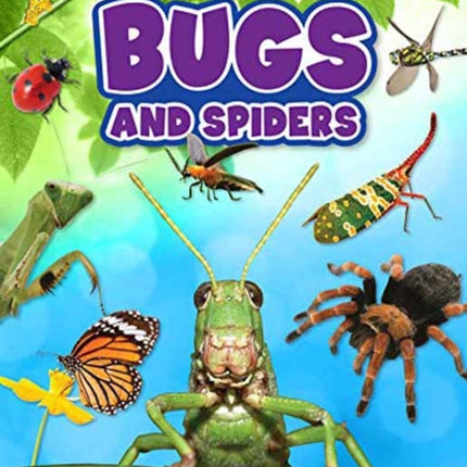 Bugs and Spiders