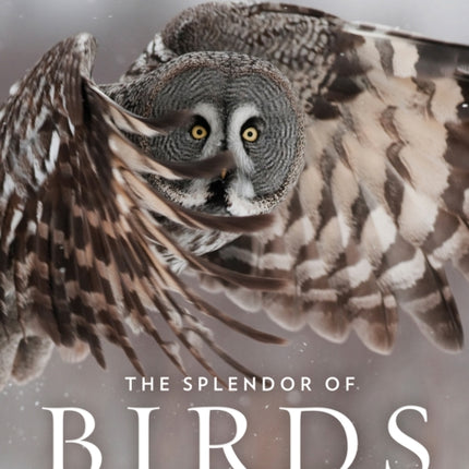 The Splendor of Birds: Art and Photography From National Geographic