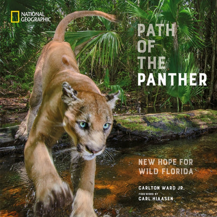 Path of the Panther: New Hope for Wild Florida