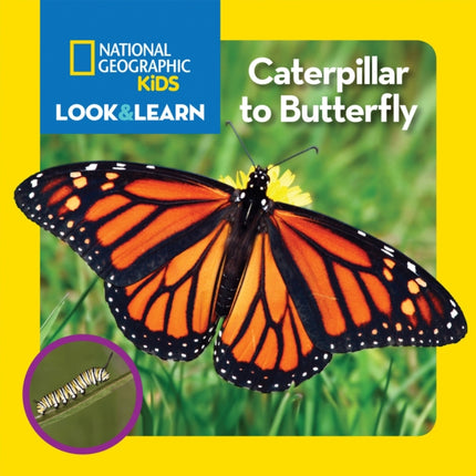 National Geographic Kids Look and Learn: Caterpillar to Butterfly