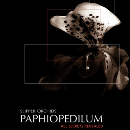 Slipper Orchids Paphiopedilum