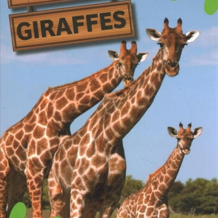 Giraffes