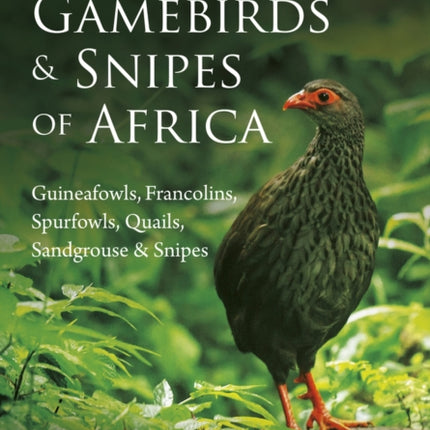 Terrestrial gamebirds & snipes of Africa: Guineafowls, Francolins, Spurfowls, Quails, Sangrouse & Snipes