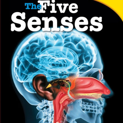 The Five Senses