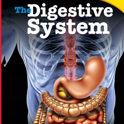 The Digestive System