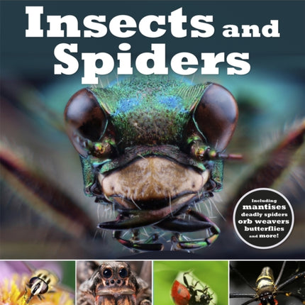 Visual Explorers Insects and Spiders