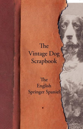 The Vintage Dog Scrapbook  The English Springer Spaniel