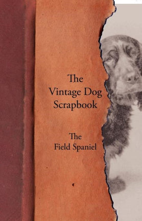 The Vintage Dog Scrapbook  The Field Spaniel