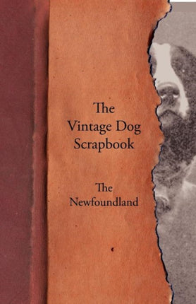 The Vintage Dog Scrapbook  The Newfoundland