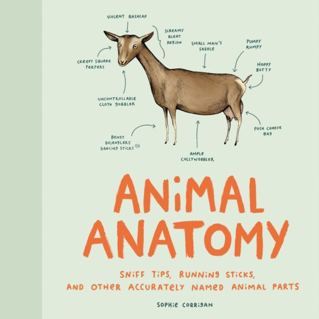 Animal Anatomy