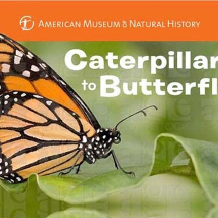 Caterpillar to Butterfly