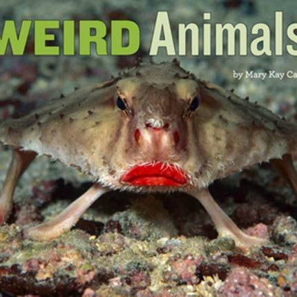 Weird Animals