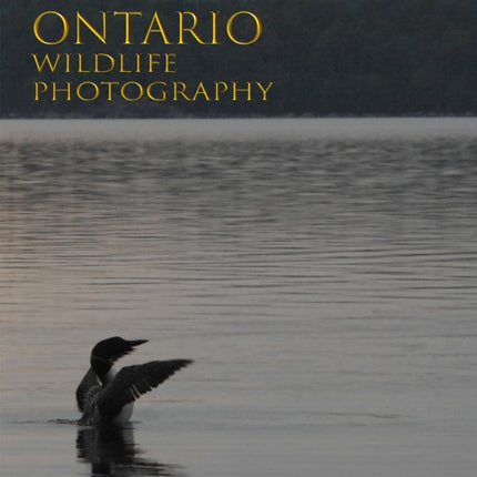 Ontario Wildlife Photography