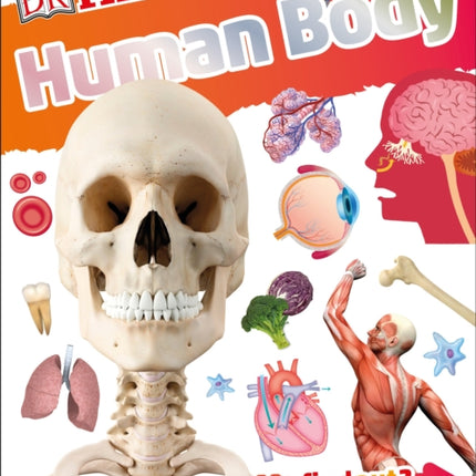DKfindout Human Body