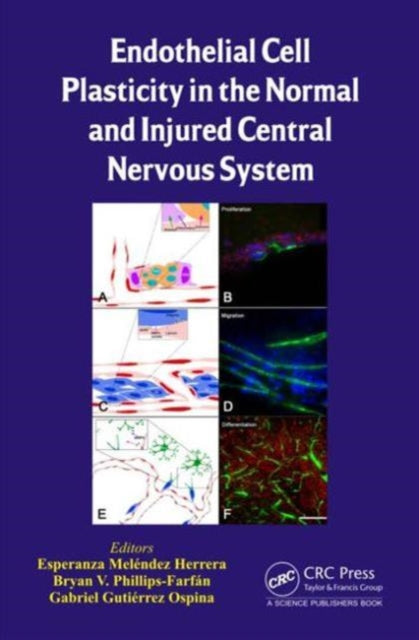 Endothelial Cell Plasticity in the Normal and Injured Central Nervous System