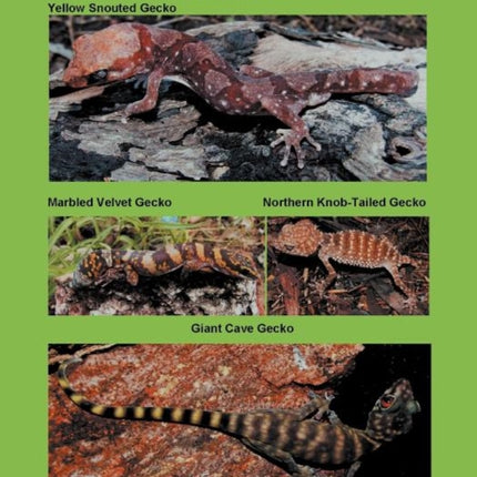A Field Guide to the Geckos of Northern Territory