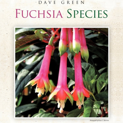 Fuchsia Species