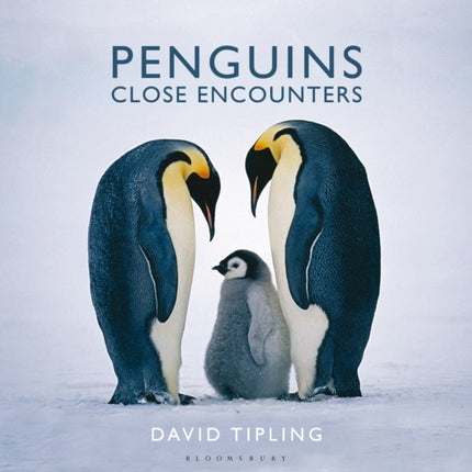 Penguins Close Encounters