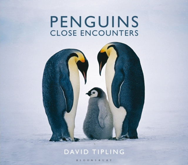 Penguins Close Encounters