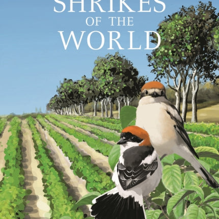 Shrikes of the World