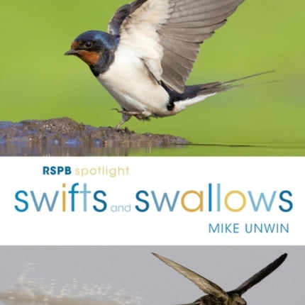 RSPB Spotlight Swifts and Swallows