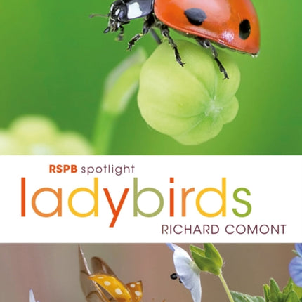 RSPB Spotlight Ladybirds