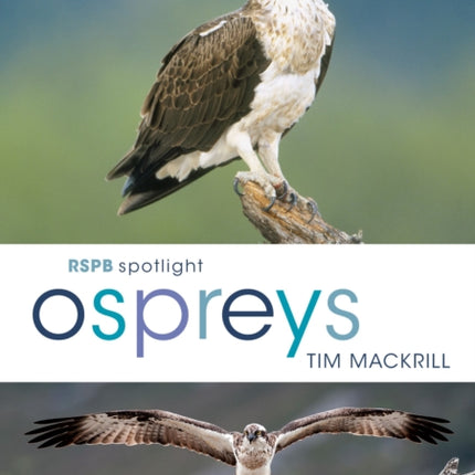 RSPB Spotlight Ospreys