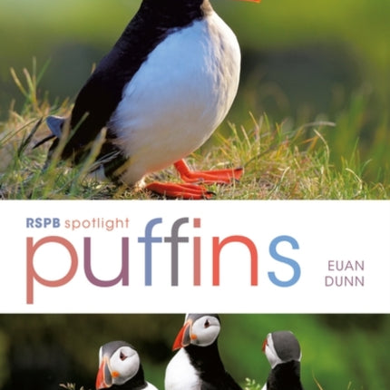 RSPB Spotlight Puffins