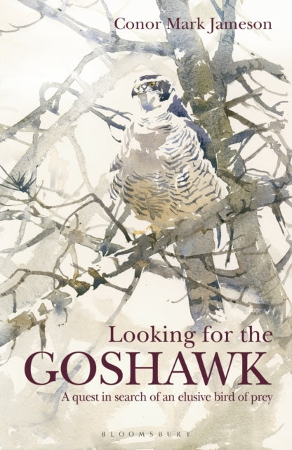 Looking for the Goshawk