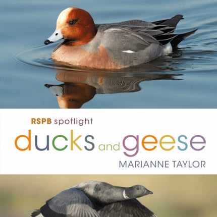 RSPB Spotlight Ducks and Geese