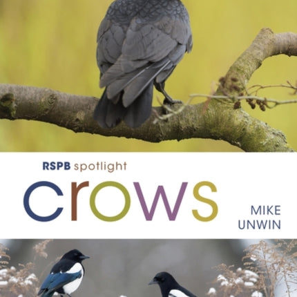 RSPB Spotlight Crows