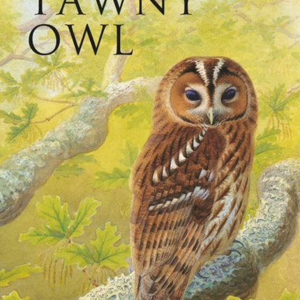 The Tawny Owl