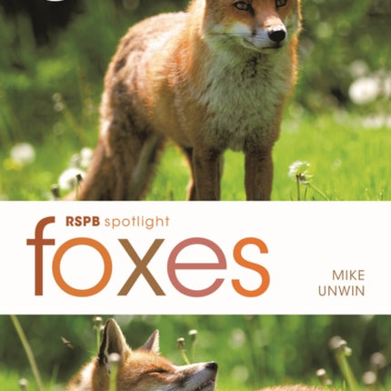 RSPB Spotlight: Foxes