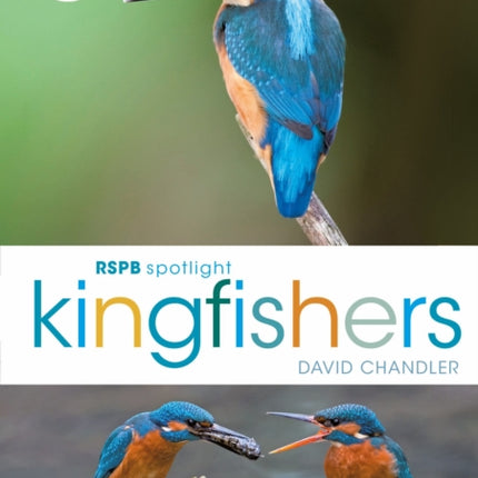 RSPB Spotlight Kingfishers