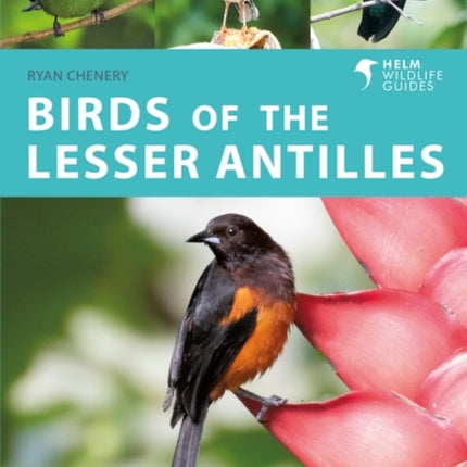 Birds of the Lesser Antilles