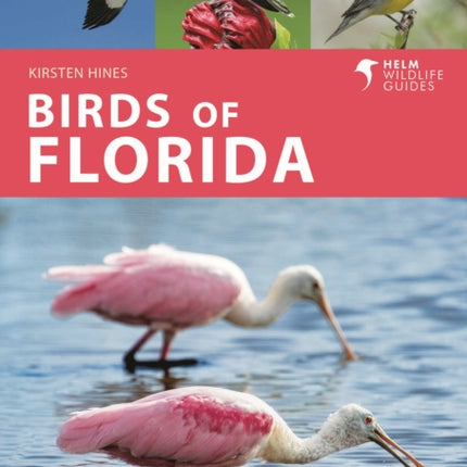 Birds of Florida