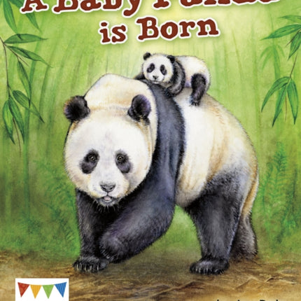 A Baby Panda is Born