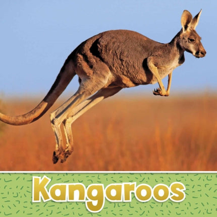 Kangaroos