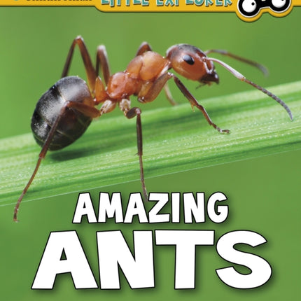 Amazing Ants