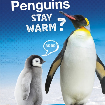 How Do Penguins Stay Warm?