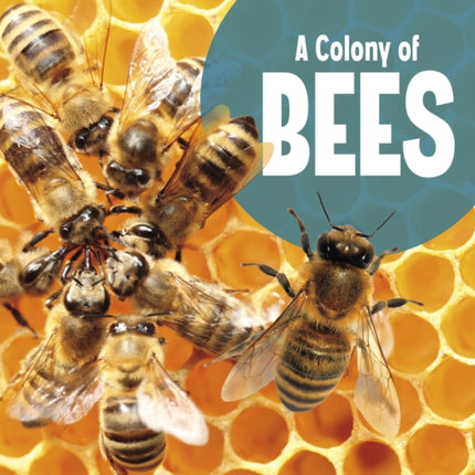 A Colony of Bees