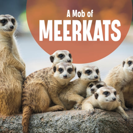 A Mob of Meerkats