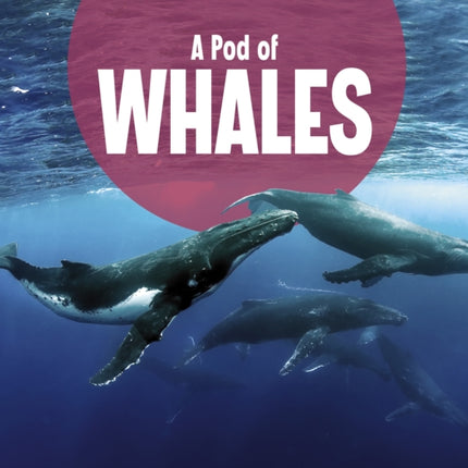 A Pod of Whales