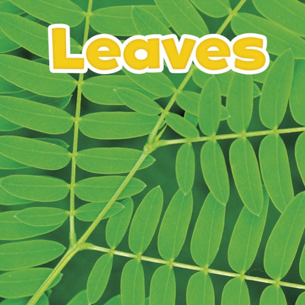 Leaves